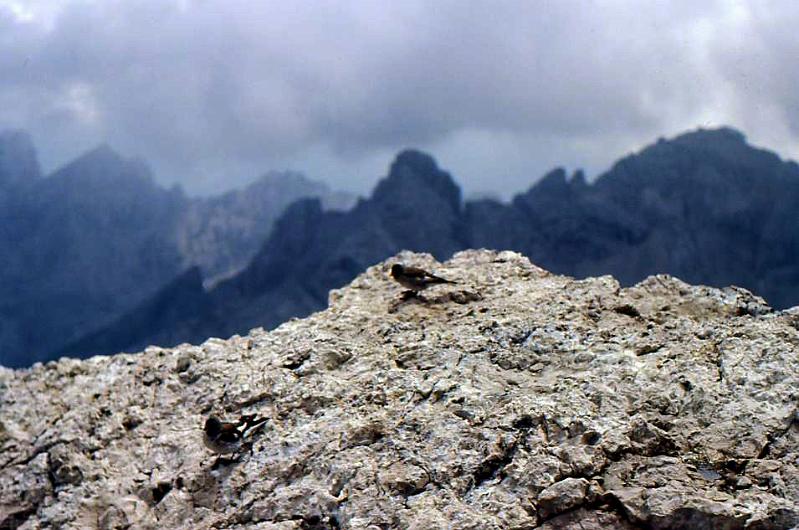 16-Marmolada,12 agosto 1982.jpg